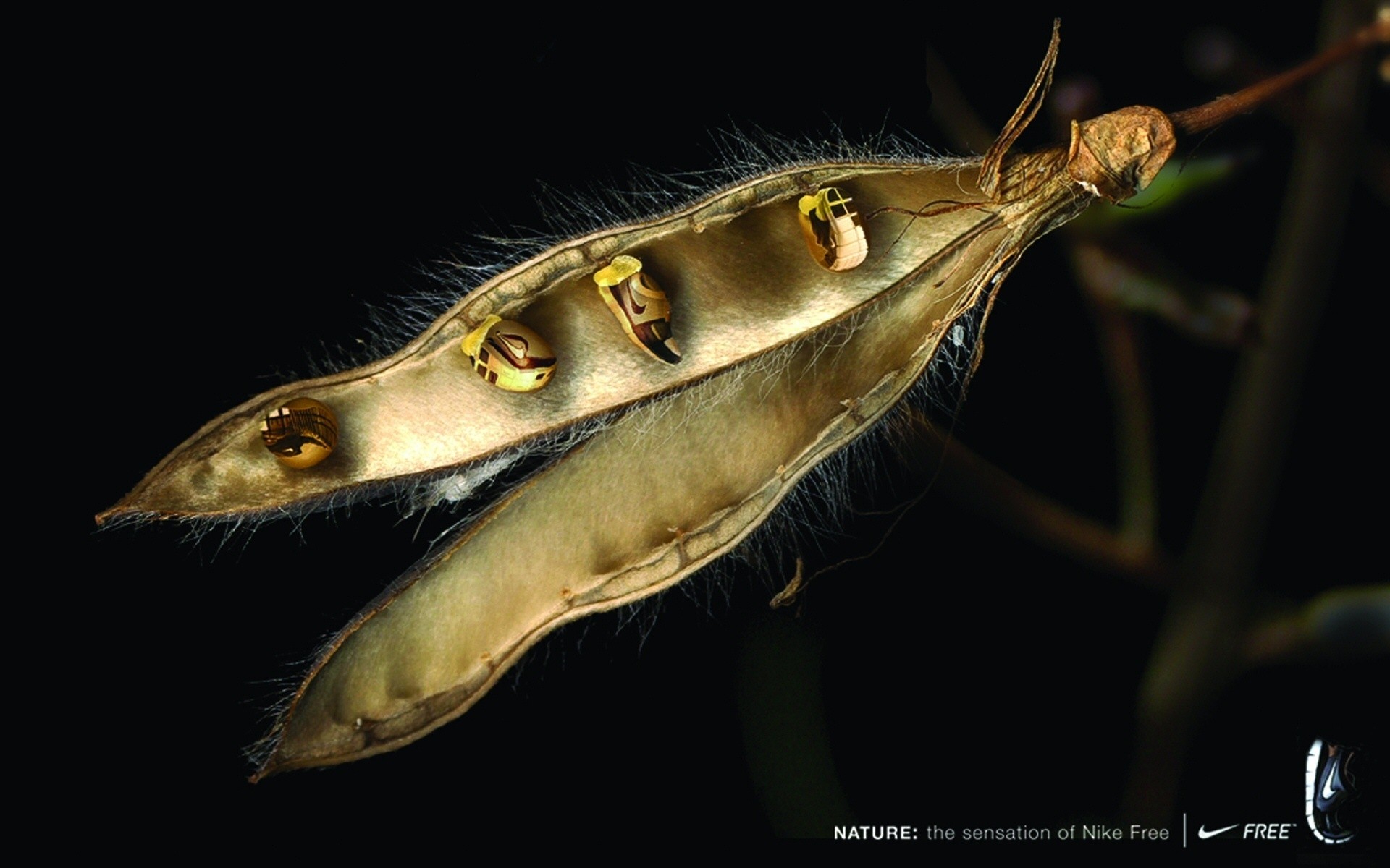 invertebrati fauna selvatica natura singolo all aperto disegno astratto