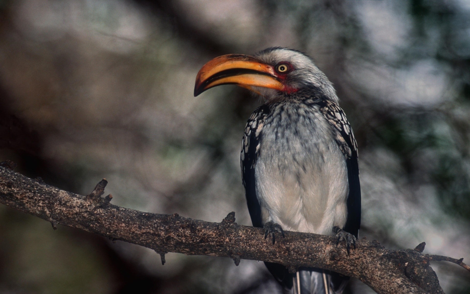 uccelli uccello fauna selvatica natura avian selvaggio animale all aperto becco