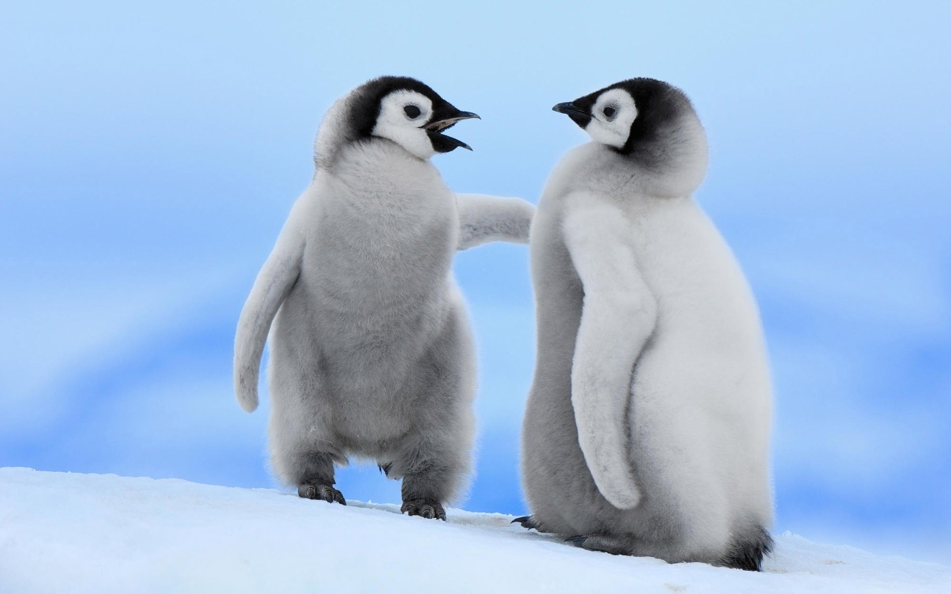 animali neve inverno gelido uccello fauna selvatica freddo mammifero animale polare pinguino bambino