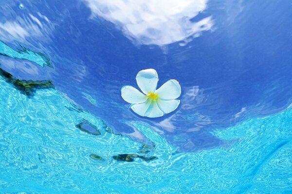 Fiore in acqua limpida blu