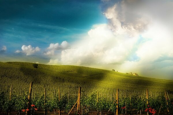 Vigneti sotto il sole sul fianco delle montagne