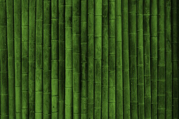 Siepe inespugnabile di bambù verde