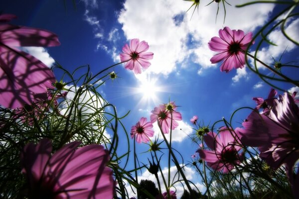 Foto di fiori e cielo