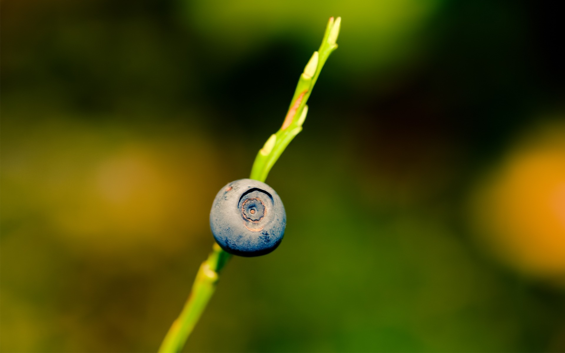 natura foglia flora sfocatura colore estate giardino crescita all aperto caduta frutta