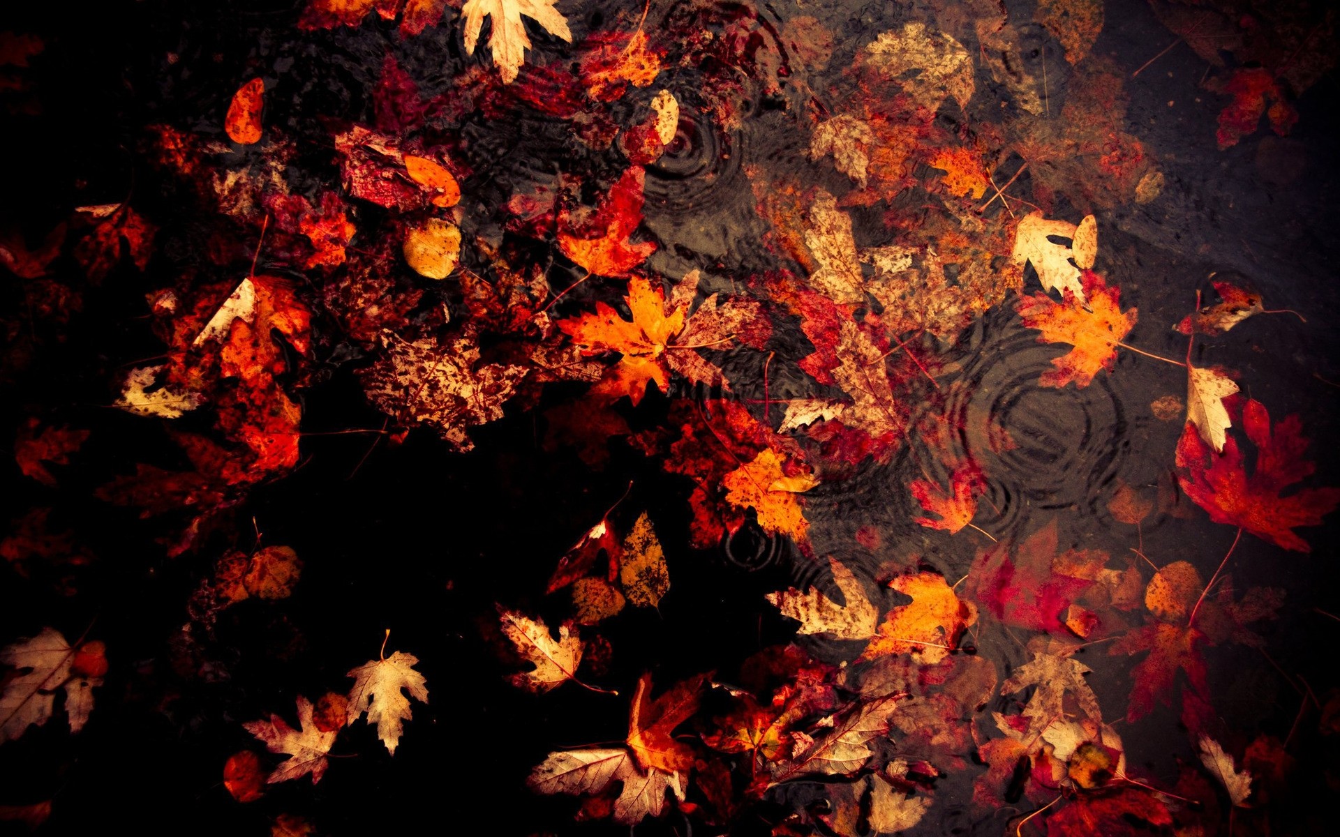autunno fiamma autunno colore struttura foglia astratto desktop arte sfondo natura
