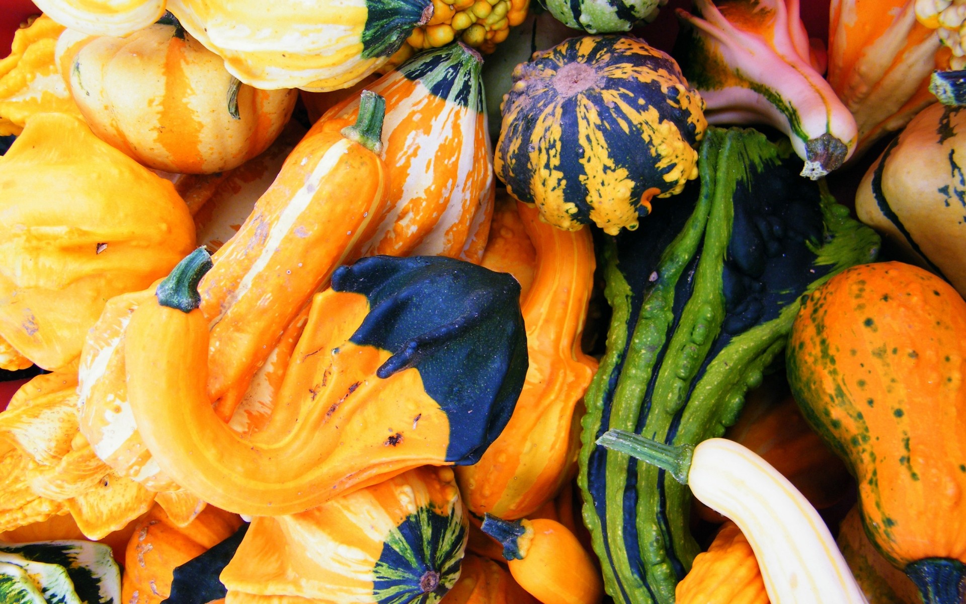 zucca verdura autunno cibo mercato crescere pascolo zucca ringraziamento sano nutrizione agricoltura salute halloween desktop colore abbondanza carota
