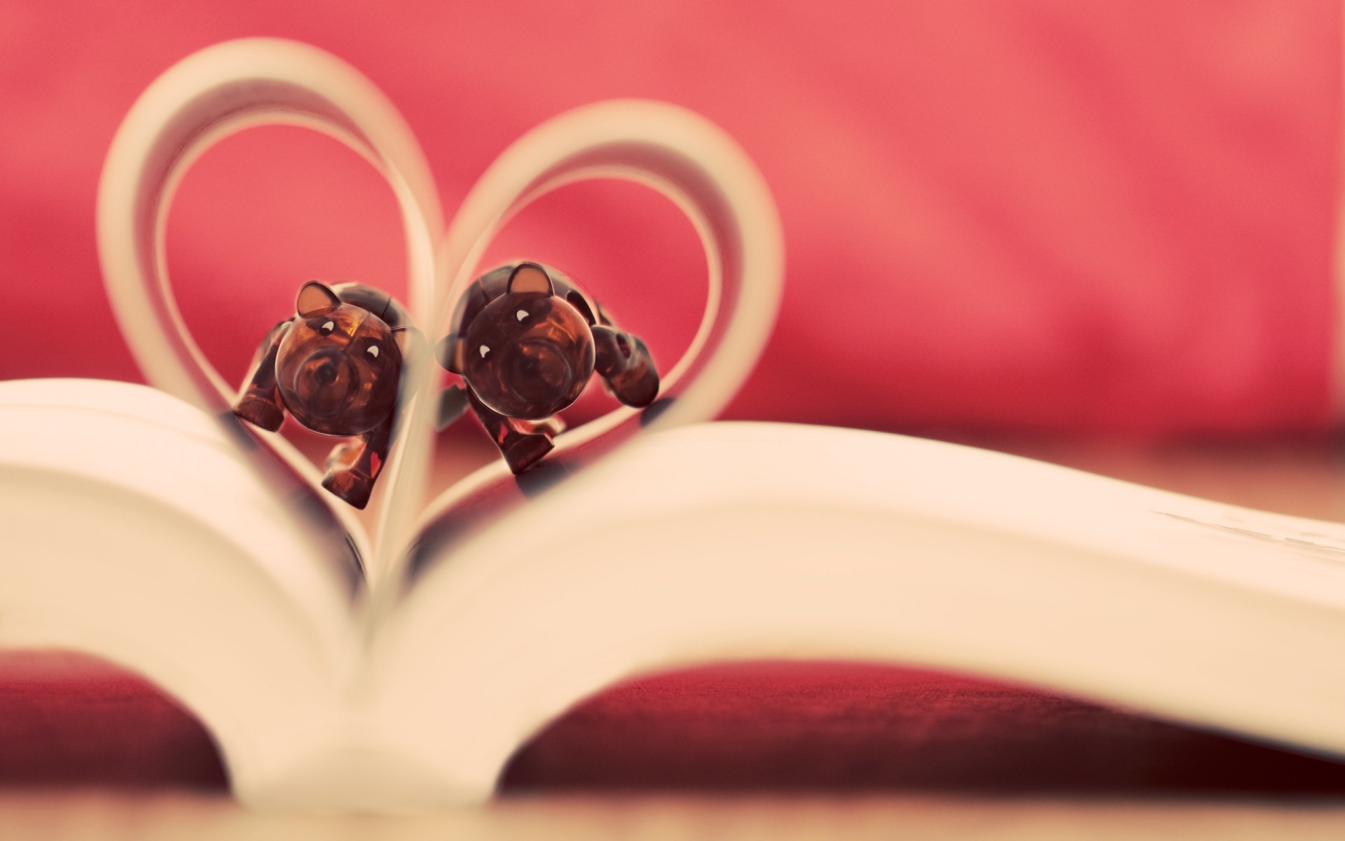 amore matrimonio fiore romanticismo rosa natura morta bere cuore