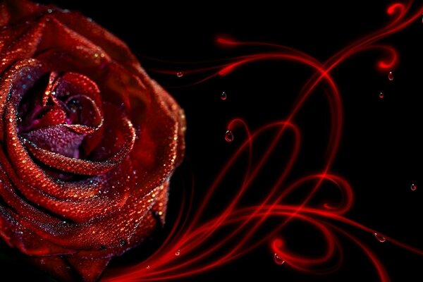 Rosa rossa con paillettes su sfondo nero