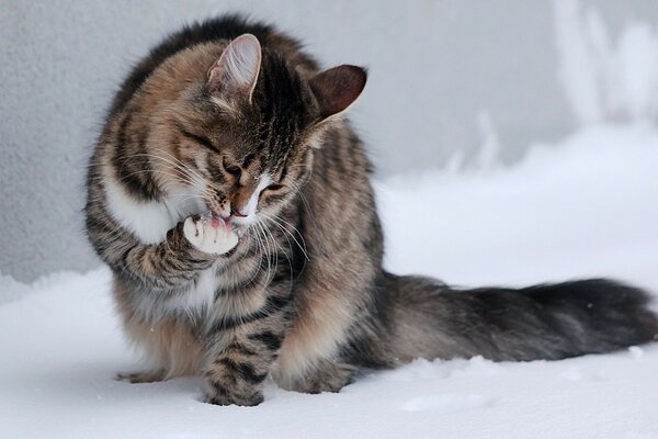 Foto di un gatto che si lava sulla neve