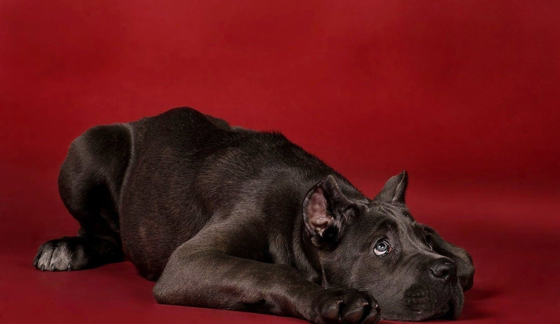 cani cane mammifero canino animale domestico ritratto cucciolo carino animale studio domestico singolo razza purosangue sedersi