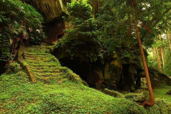Natura favolosa nella foresta verde