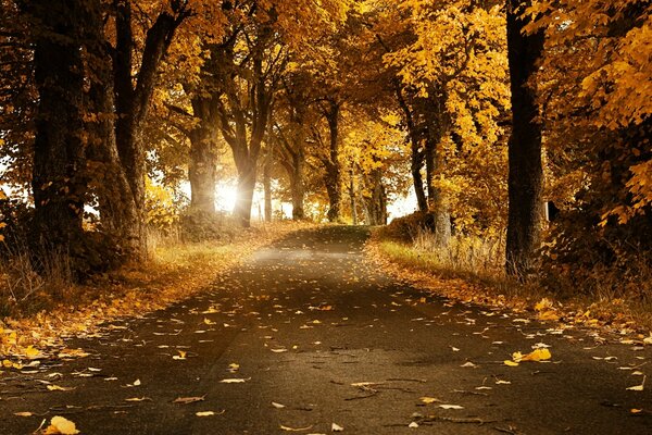 Sentiero nel parco autunnale tra gli alberi