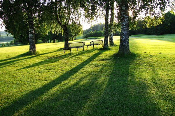 Boschetto di betulle. parco estivo con panchine