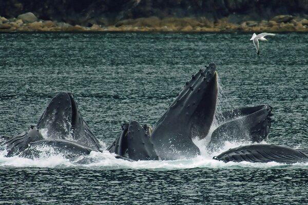 Le balene megattere giocano sulla costa