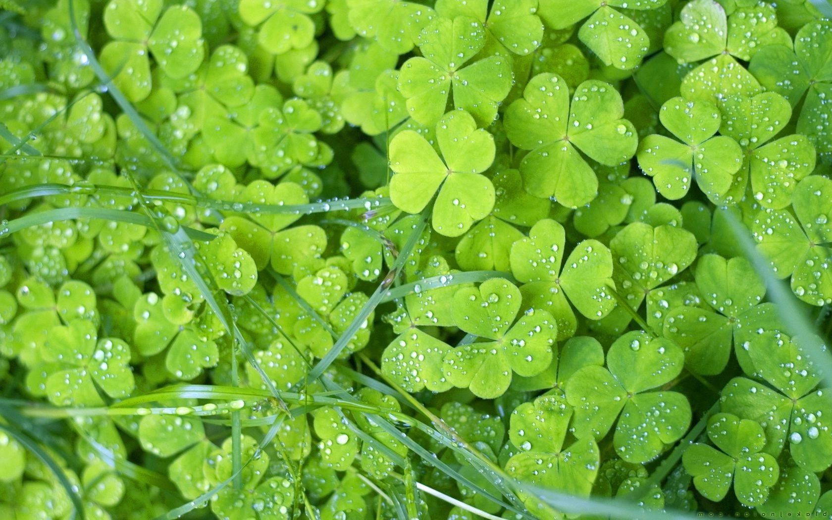volantini foglia flora natura crescita primo piano ambiente trifoglio giardino freschezza bagnato caduta desktop lussureggiante rugiada pioggia ecologia colore estate