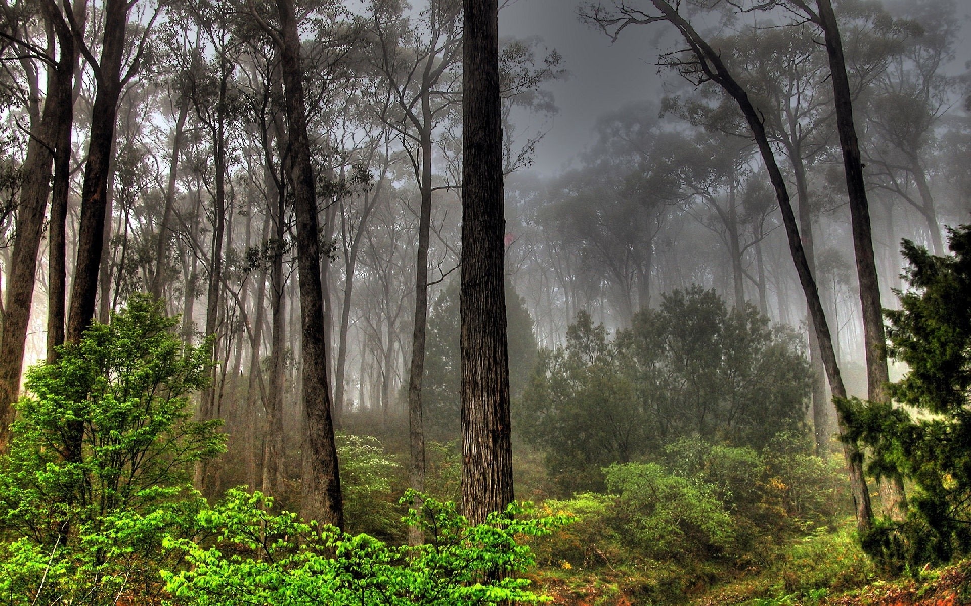 piante albero legno nebbia paesaggio nebbia natura foglia parco alba autunno all aperto ambiente scenico