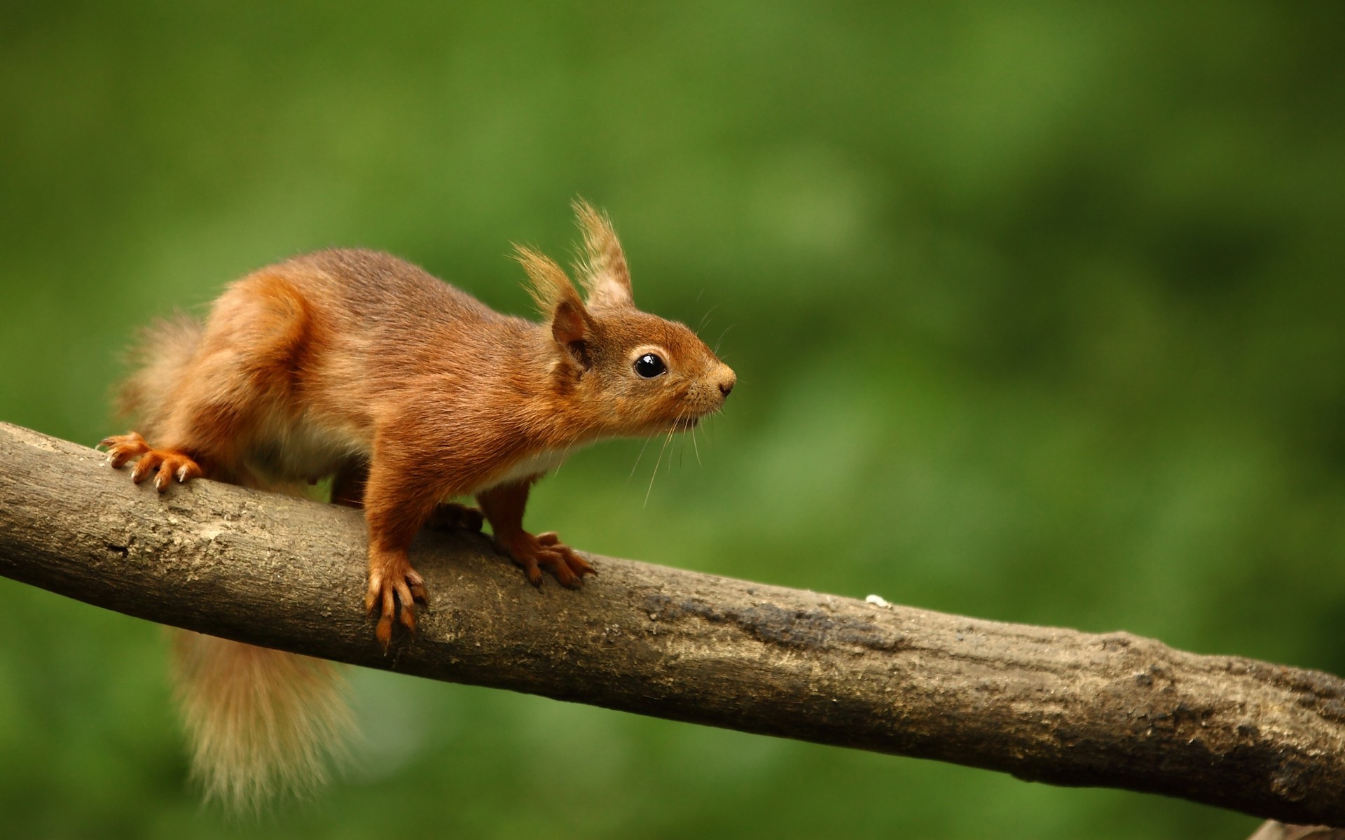 animali fauna selvatica scoiattolo mammifero animale carino natura roditore piccolo legno coda