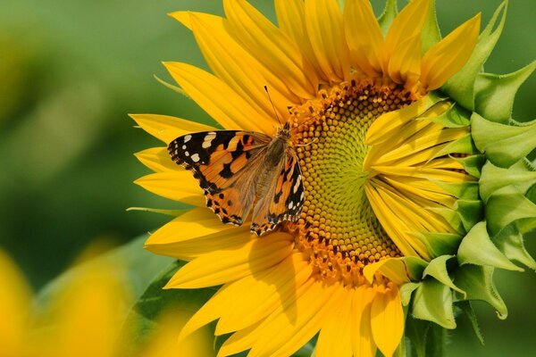 La farfalla impollina il grande girasole
