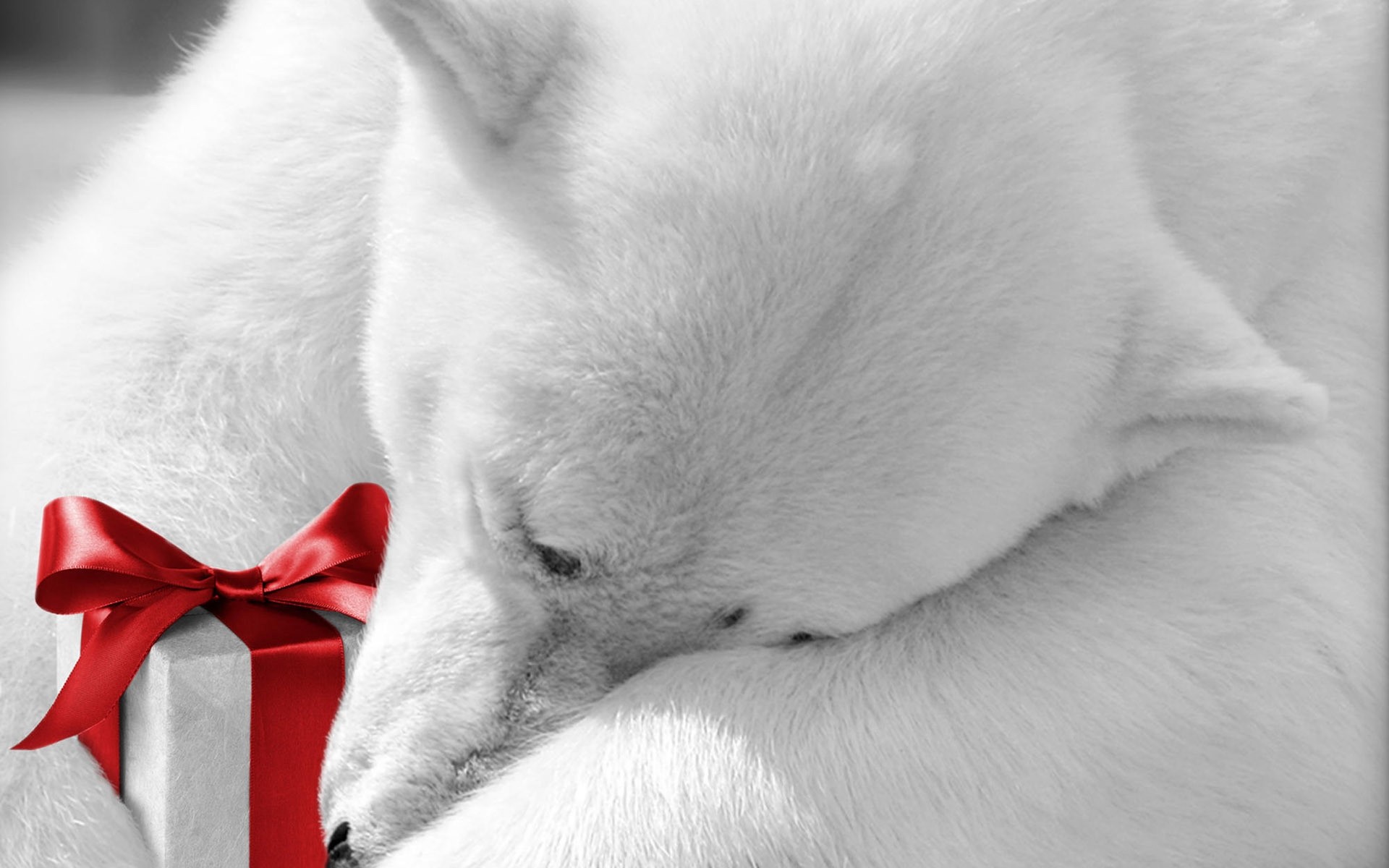 animali mammifero pelliccia animale singolo cane carino animale domestico ritratto gatto natale orso orso polare orso polare