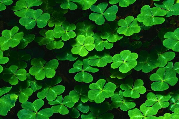Il trifoglio è verde. Natura