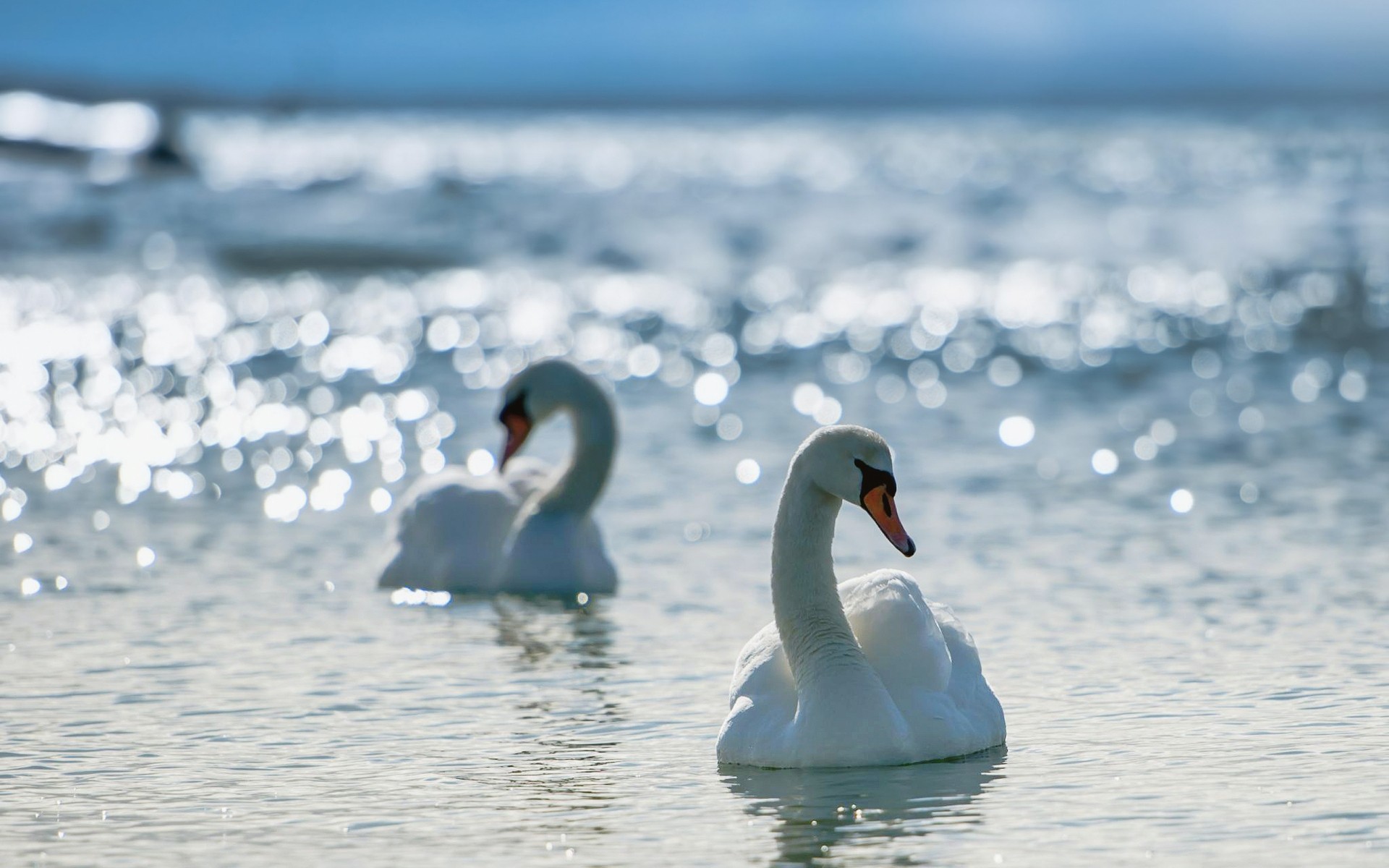 cigni cigno uccello acqua lago inverno neve natura fauna selvatica ghiaccio nuoto mare uccelli acquatici riflessione all aperto congelato