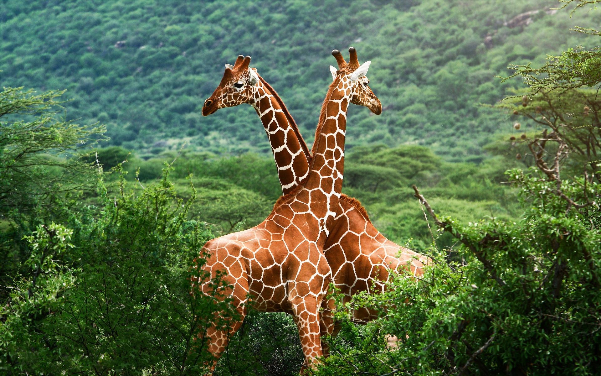 giraffe natura selvaggio all aperto legno parco fauna selvatica