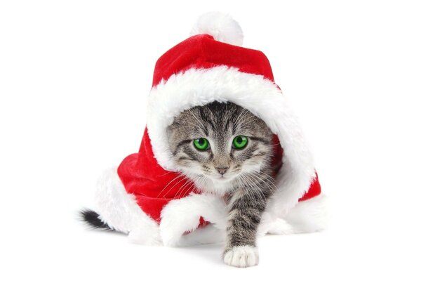 Gattino di Capodanno con gli occhi verdi