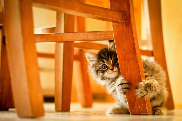 Gattino carino che graffia i mobili
