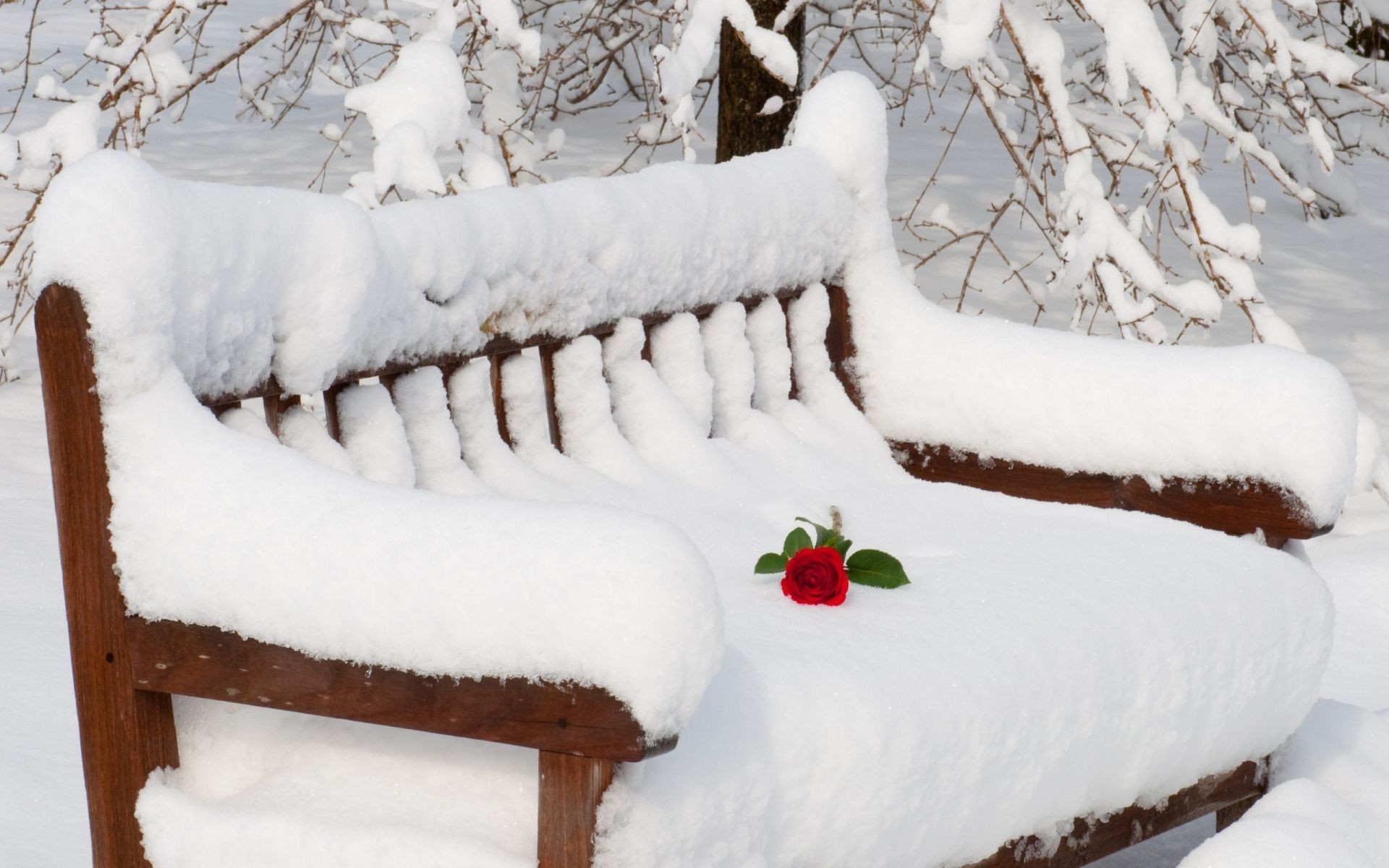 fiori sulla neve neve inverno freddo gelo natale legno ghiaccio congelato neve-bianco stagione