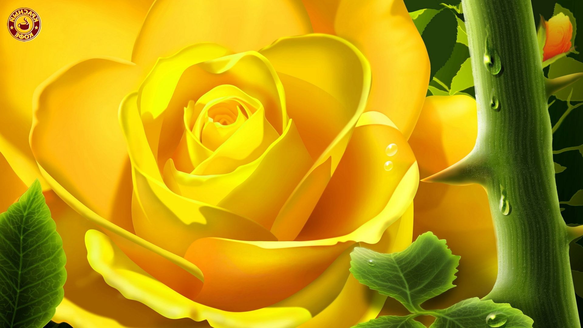 rose natura fiore foglia colore flora bella desktop luminoso floreale estate
