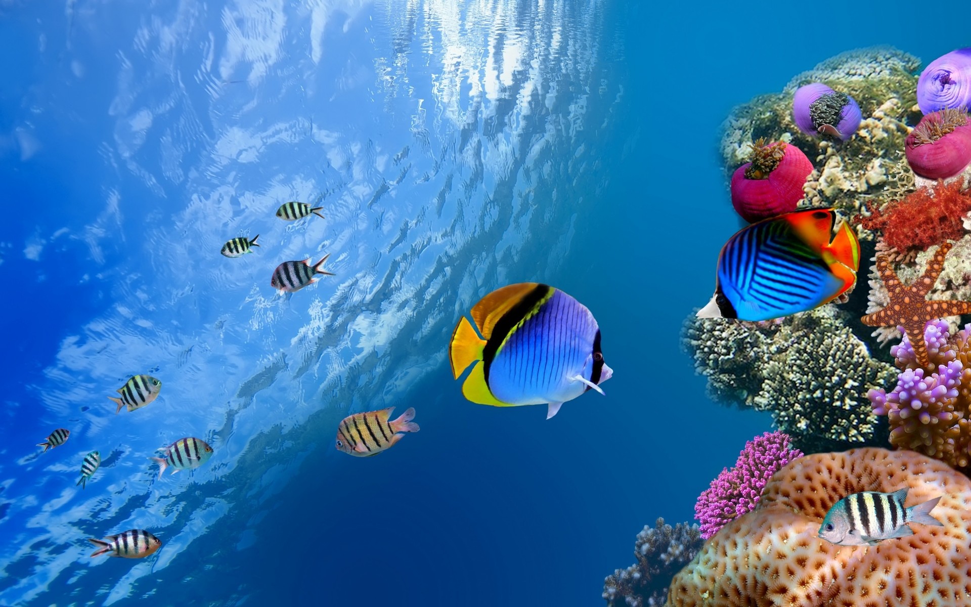 subacquea pesce corallo barriera corallina oceano acqua tropicale immersioni acquario mare nuoto profondo marino natura snorkeling sottomarino invertebrati fauna selvatica profondità uno con acqua