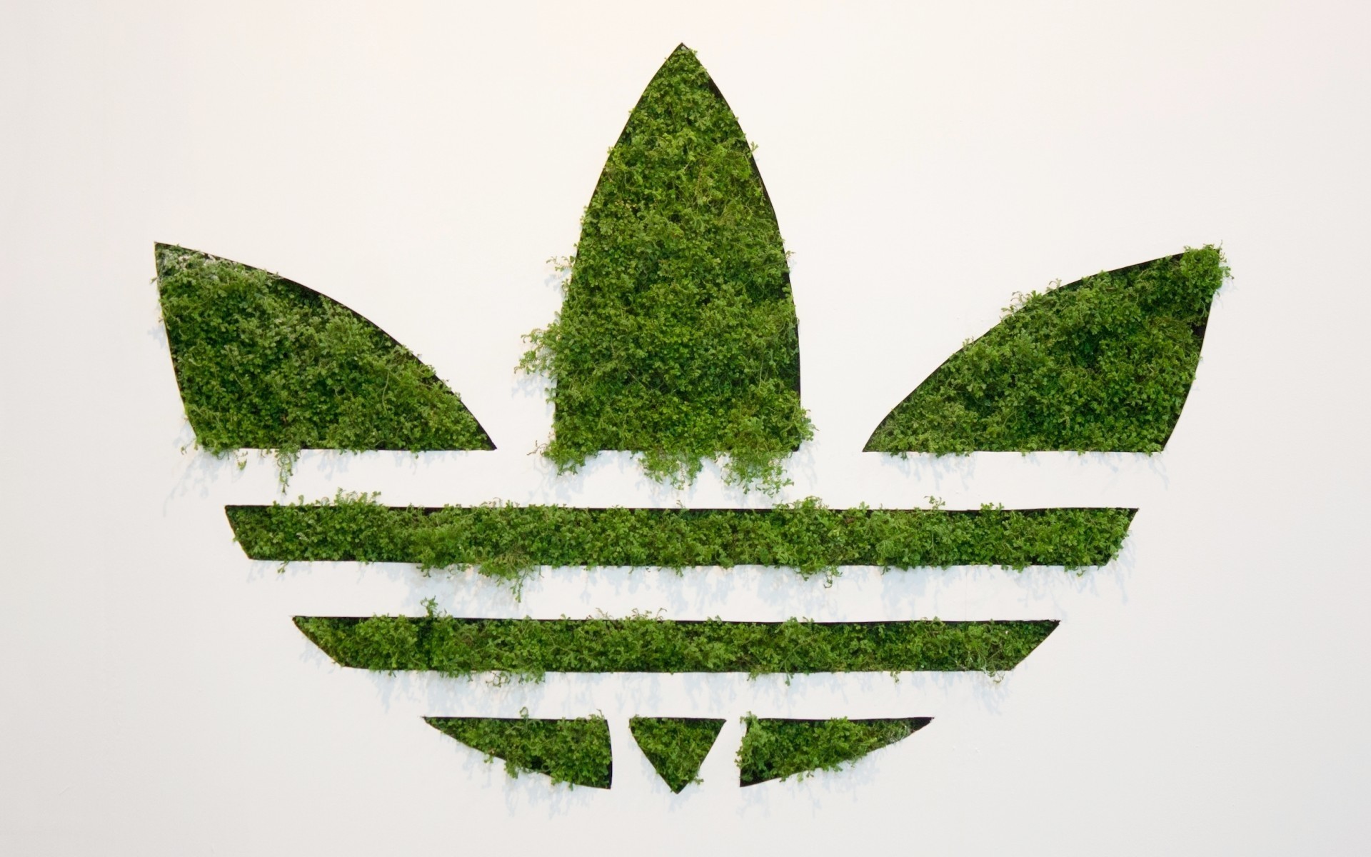 albero natura foglia erba flora desktop simbolo logo verde eco adidas marchio adidas
