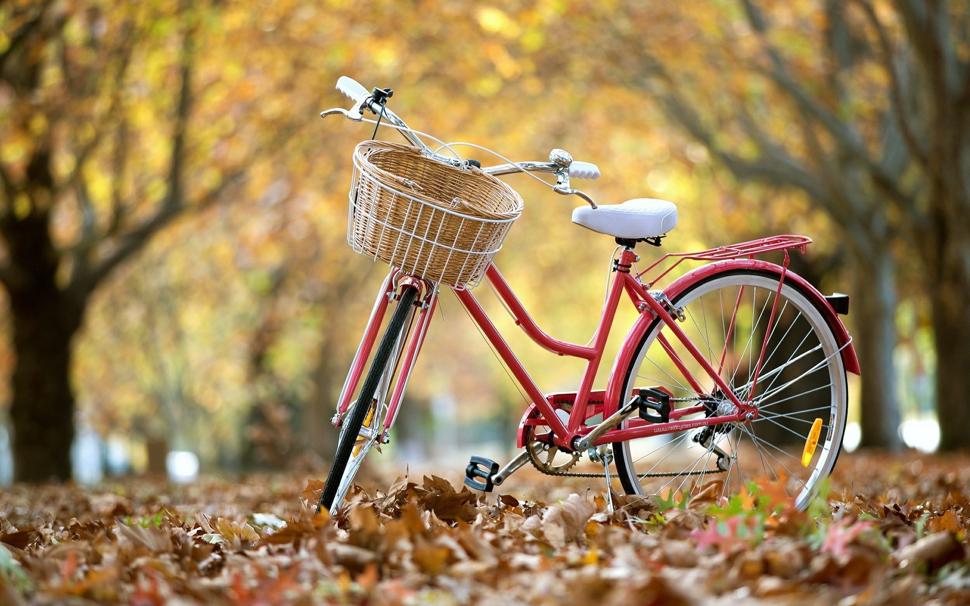 natura autunno all aperto legno ruota albero estate bicicletta parco erba stagione foresta bicicletta classica