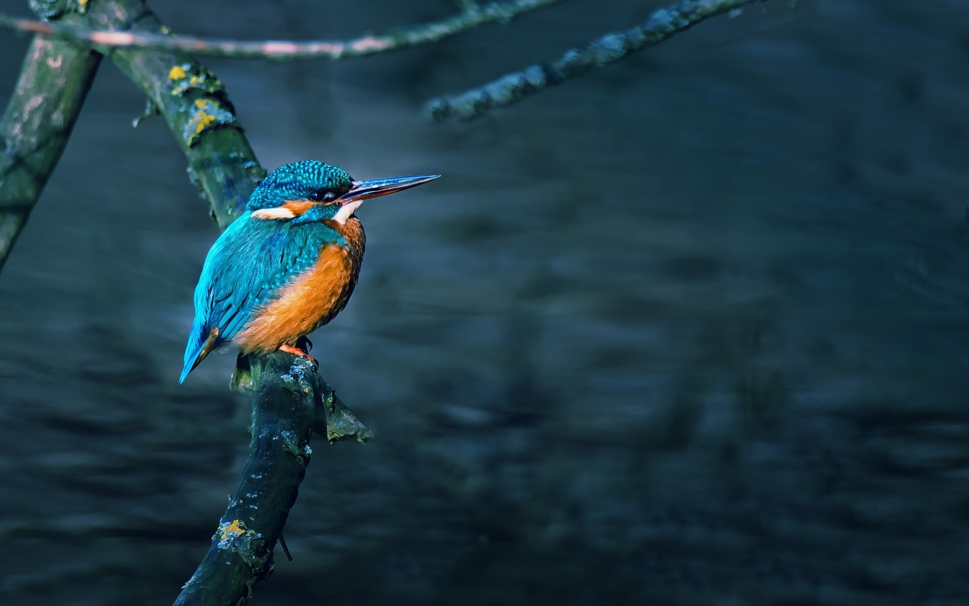 uccelli uccello natura acqua fauna selvatica all aperto fiume splendida bella