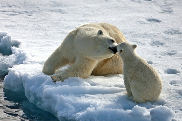 Orso con orso sul lastrone di ghiaccio in inverno