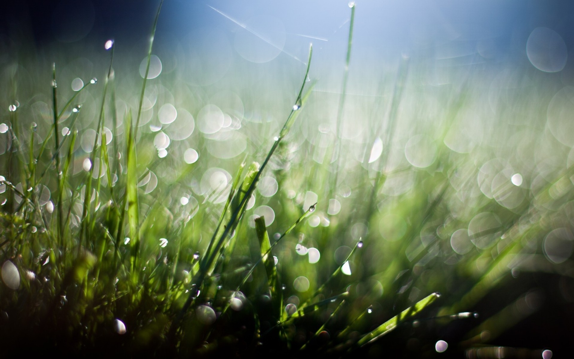 erba prato rugiada fieno campo caduta desktop flora alba giardino pioggia natura sole estate colore lussureggiante luminoso bel tempo sfocatura freschezza