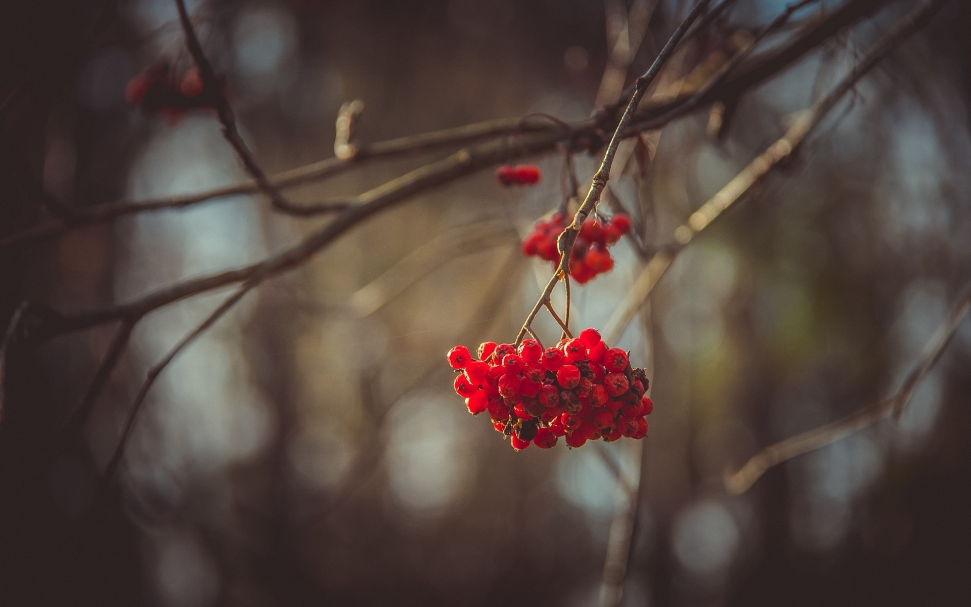 inverno bacca albero ramo autunno frutta foglia natura cenere di montagna arbusto cenere di montagna fiore all aperto neve colore cenere di bacche