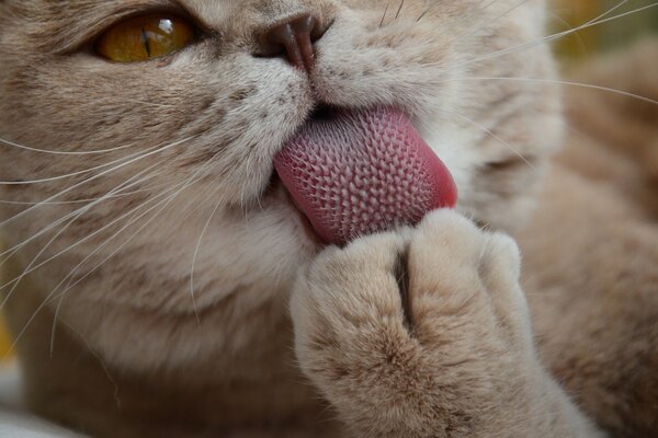 Simpatico gatto si infila la zampa
