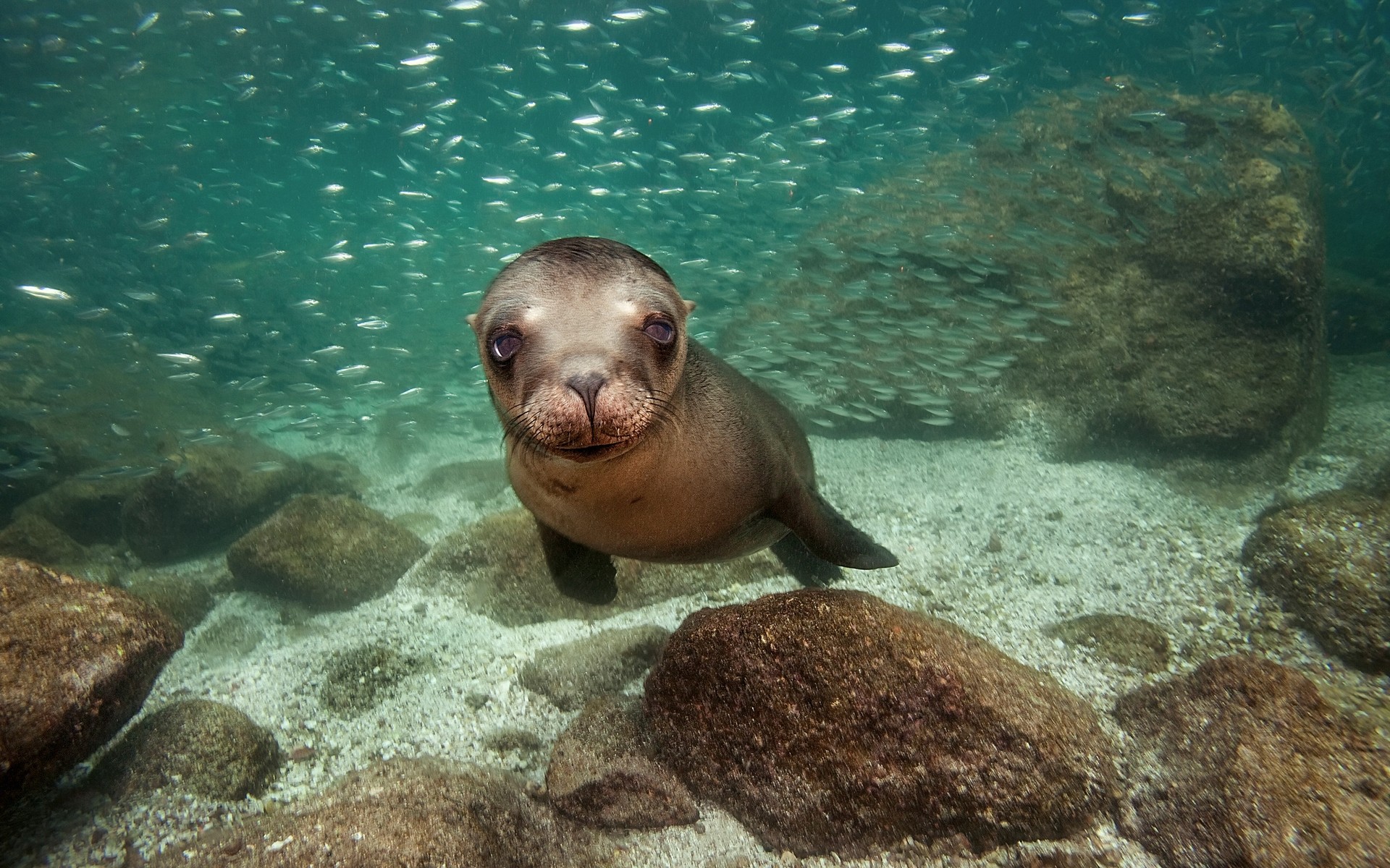 animali sott acqua oceano pesce nuoto mare acqua mare fauna selvatica immersioni