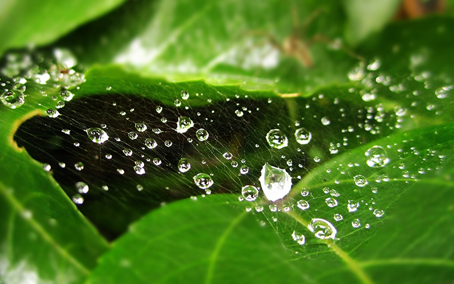 rugiada pioggia goccia gocce bagnato foglia gocce flora acqua purezza waterdrop freschezza natura giardino crescita liquido rugiada ambiente vicino gocce d acqua drew. ragno web