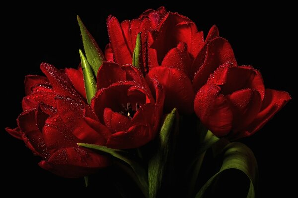 Tulipani fiori rossi su sfondo nero