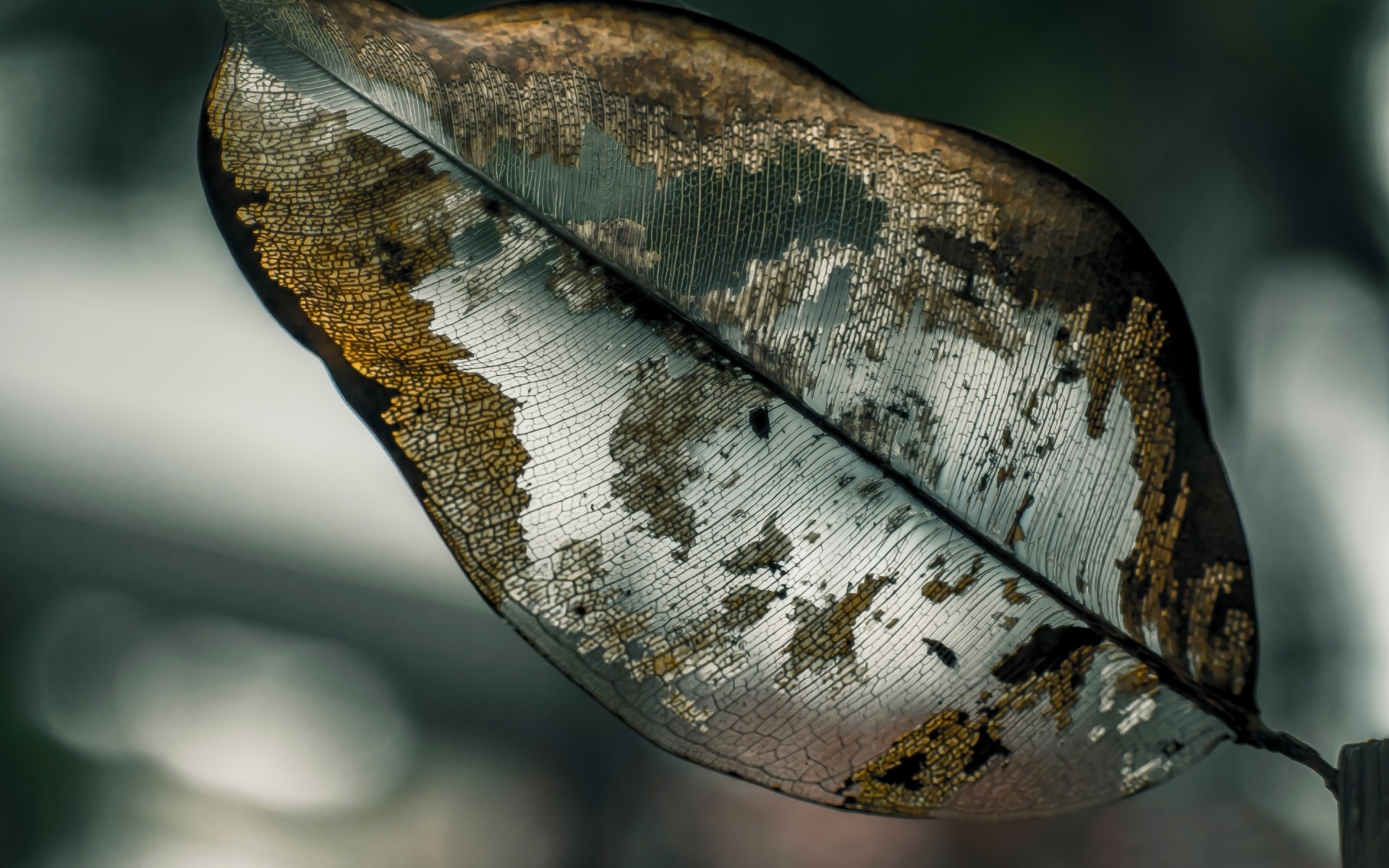 natura uno animale desktop foglia