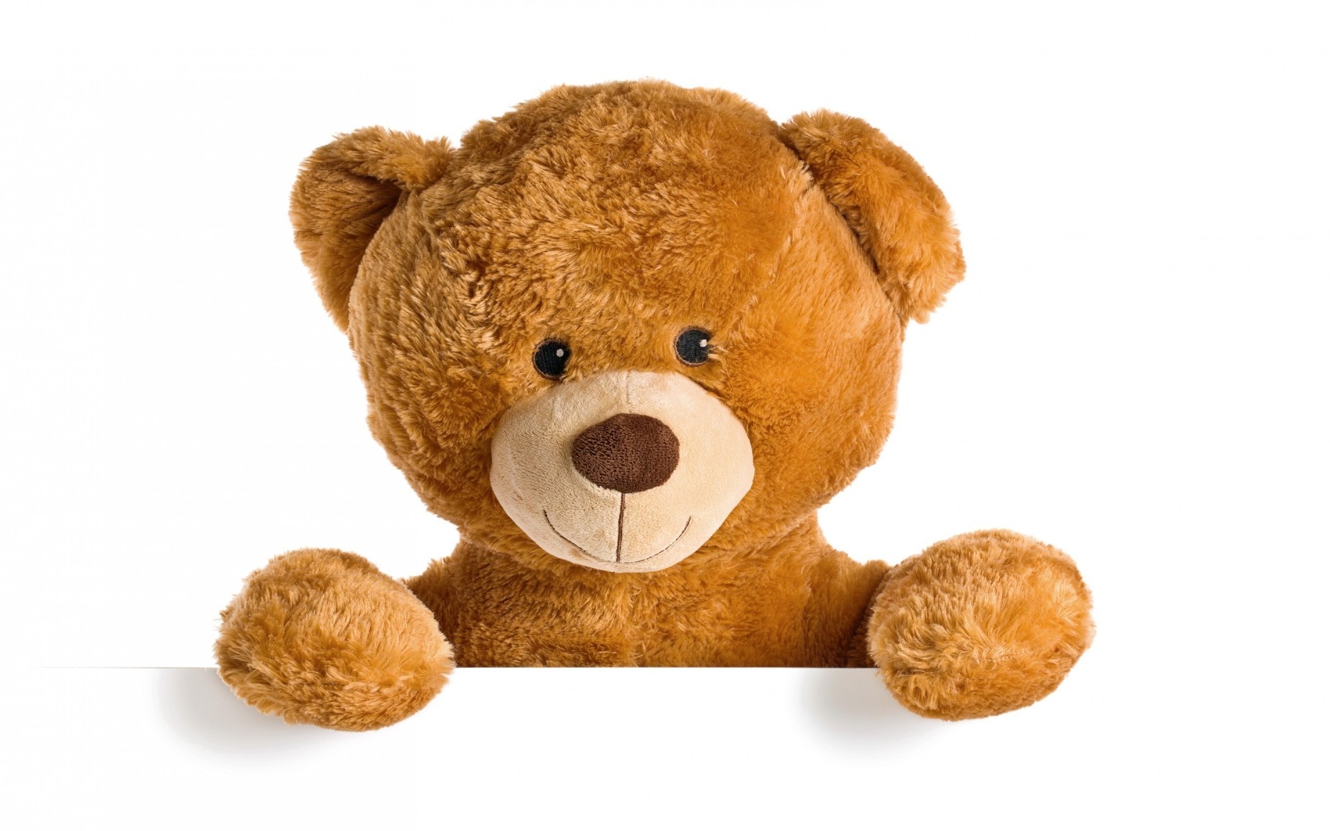 teddy isolato giocattolo carino poco divertente pelliccia studio lanugine peluche animale desktop sedersi cane adorabile mammifero pasticceria animale domestico orso orsacchiotto