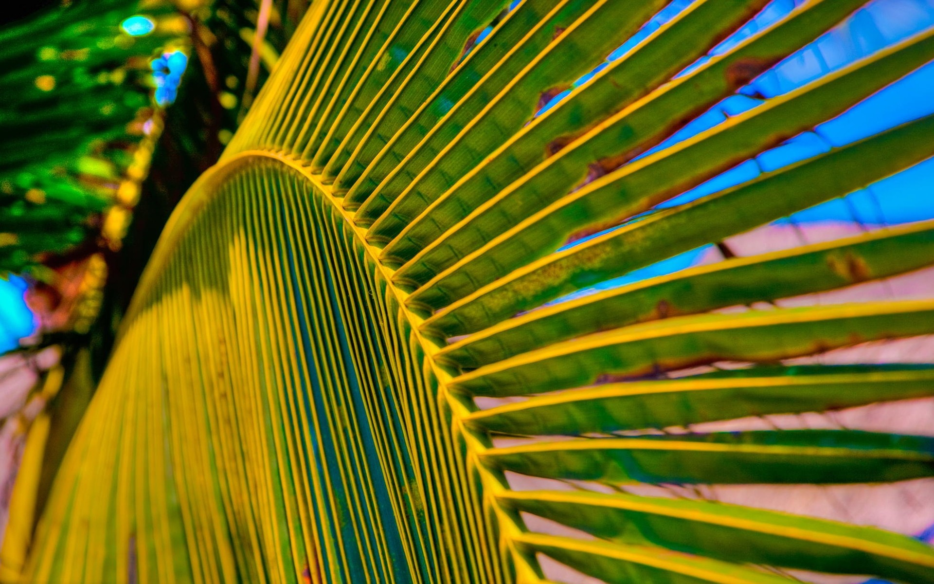 tropicale palma vivid colore natura desktop astratto albero modello estate design esotico cocco texture viaggi frond palma foglia