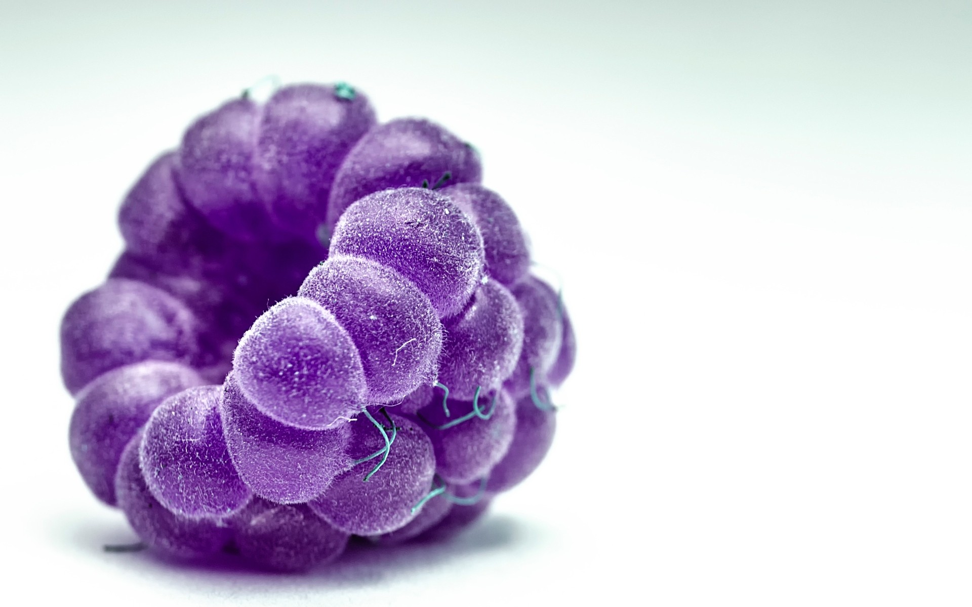 natura desktop close-up colore flora isolato lampone macro frutta bacca