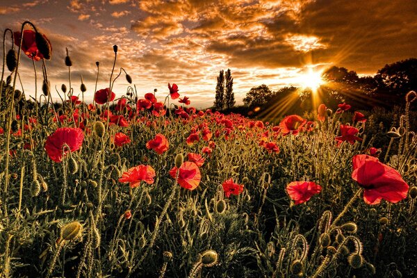 Tappeto di papaveri scarlatti selvatici alla luce del tramonto