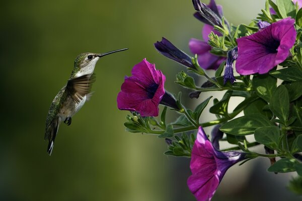 L uccello più piccolo vicino al fiore