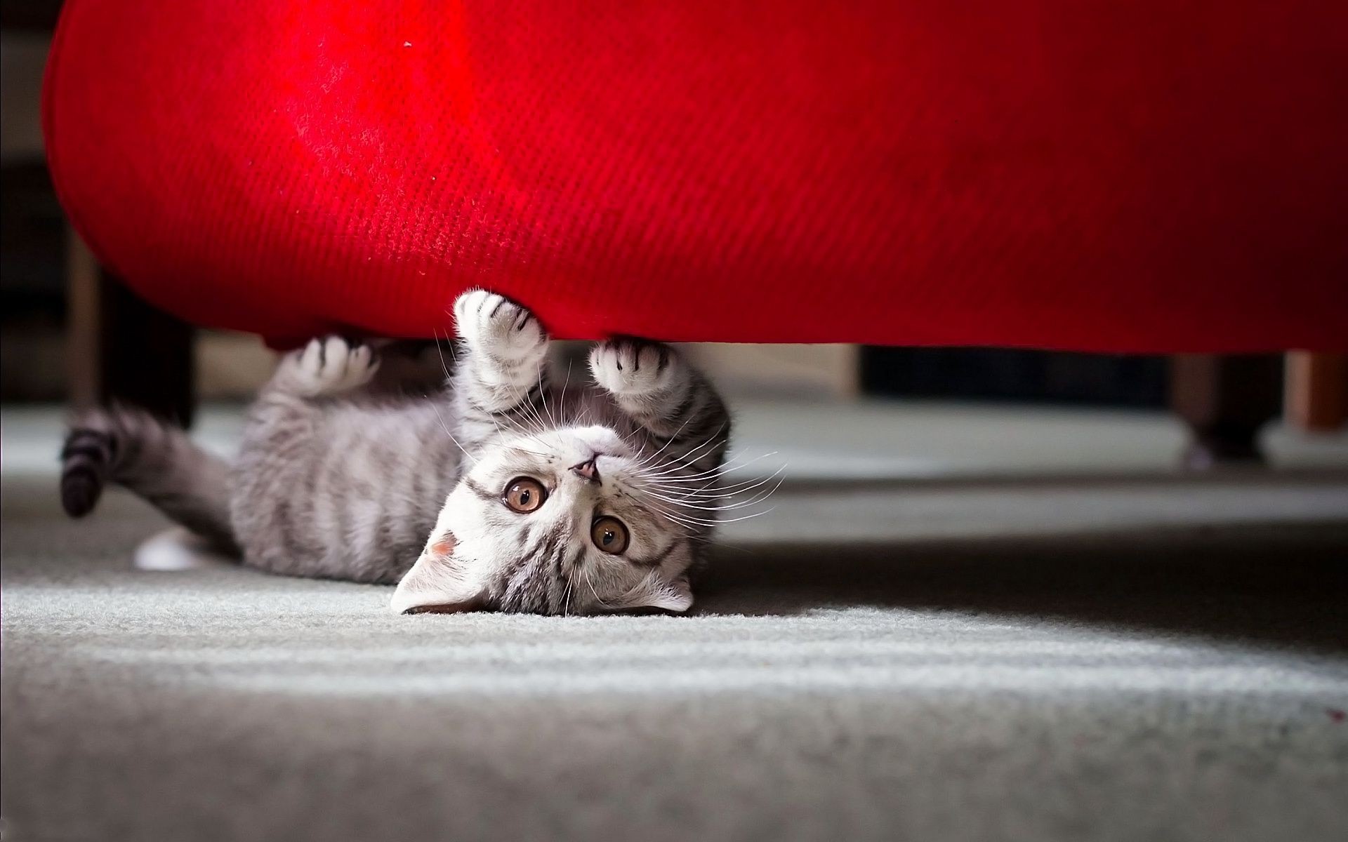 gatti gatto domestico divano coperta ritratto di sonno singola famiglia mammifero animale sveglio della pelliccia tappeto mobili pet
