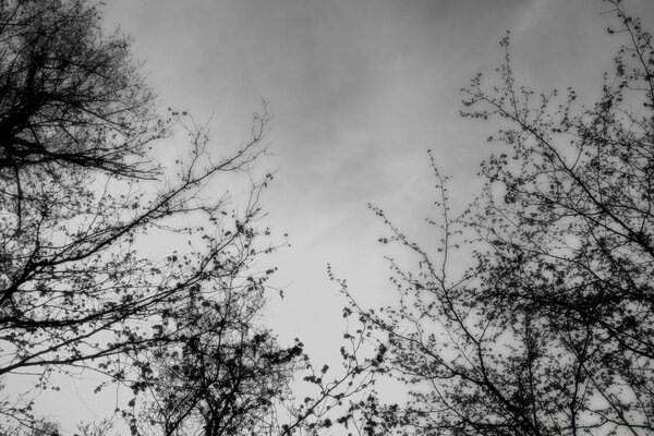 Rami di alberi neri su sfondo bianco