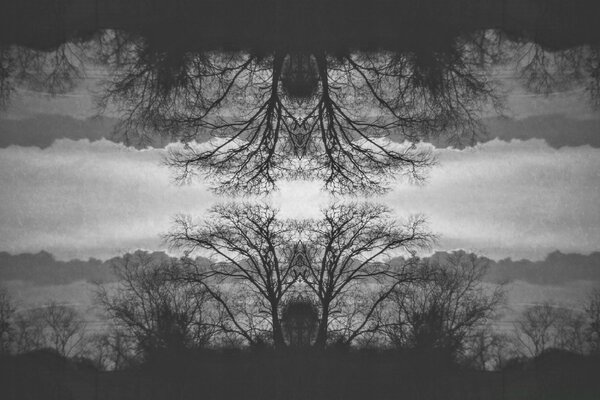 Gli alberi in bianco e nero riflettono nel fiume